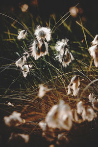 Close-up of wilted dandelion on field