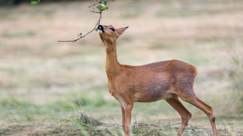 Deer standing on field