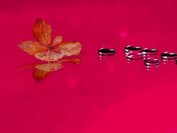 Close-up of water drops on pink flower