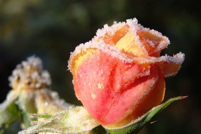 Close-up of flower against blurred background