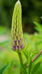 Close-up of flowering plant