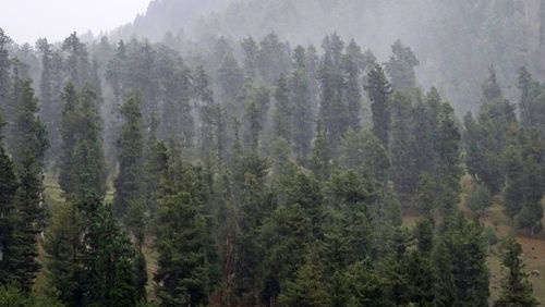 Panoramic view of trees in forest