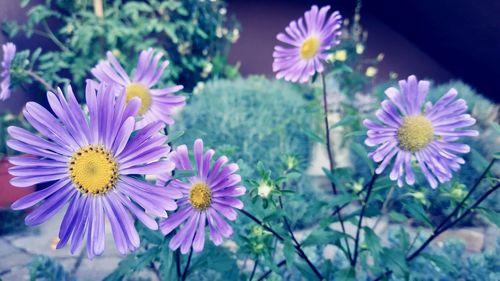 Close-up of purple flowering plants