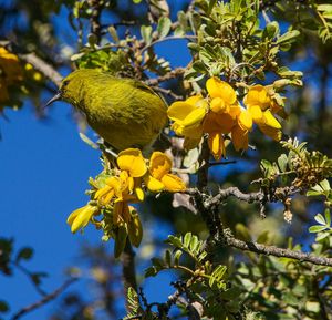 Close-up of yellow bird perching on tree