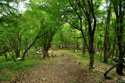 Trees in forest