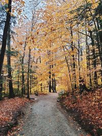 Footpath amidst trees in forest during autumn