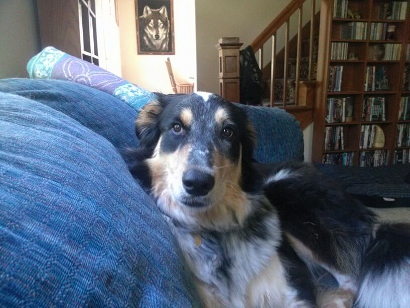 DOG LYING ON FLOOR