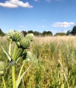 Close-up of thistle on field against sky