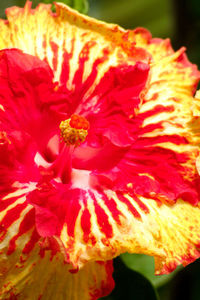 Close-up of red flower