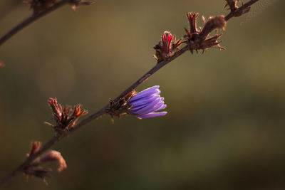 Close-up of purple bud on branch