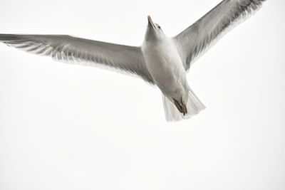 Low angle view of seagull against white background