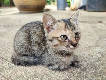 Close-up of a cat looking away
