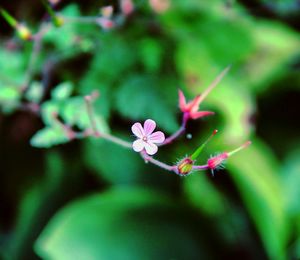 Close-up of flower blooming outdoors