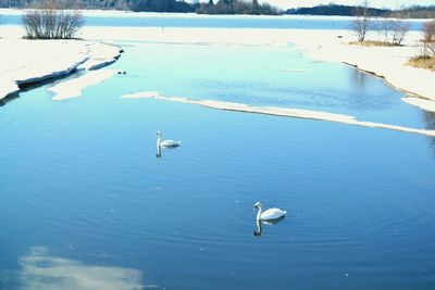 Birds floating on water