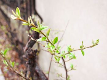 Close-up of plant