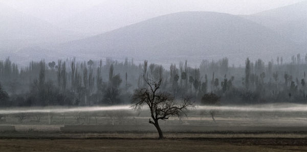 Trees on landscape during foggy weather