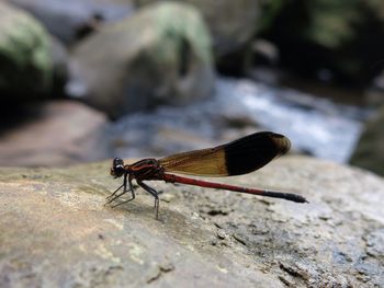 Close-up of damselfly on rock