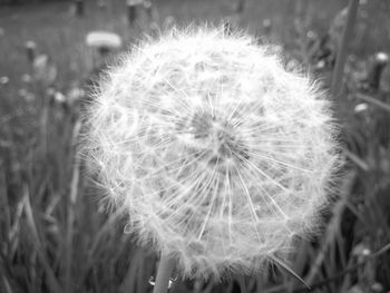 Close-up of dandelion flower