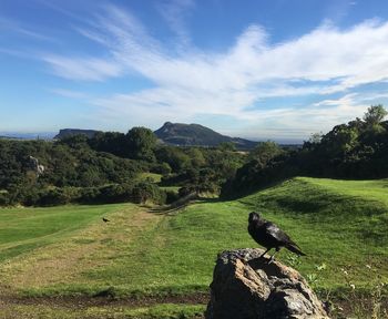 Bird perching on tree by mountain against sky