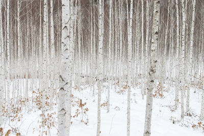 Trees on snow at forest