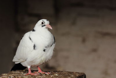 Close-up of seagull perching on white background