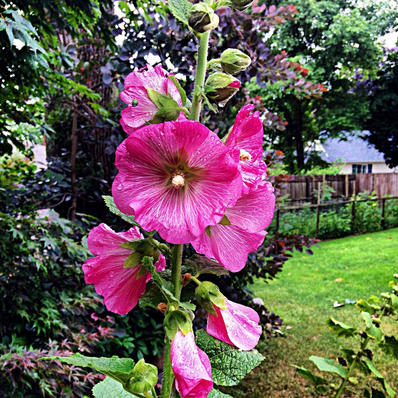 flower, freshness, growth, fragility, petal, pink color, beauty in nature, flower head, blooming, nature, plant, park - man made space, green color, leaf, in bloom, blossom, close-up, field, day, outdoors