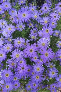 High angle view of purple flowers