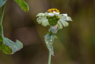 Close-up of raindrops on plant