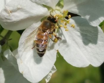 Close-up of bee on white flower