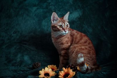 Close-up portrait of a cat