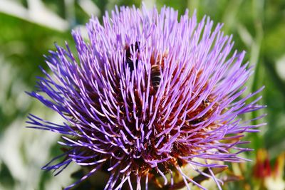 Close-up of purple thistle flower