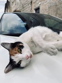 High angle view of cat lying down