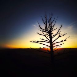 Silhouette of trees at sunset