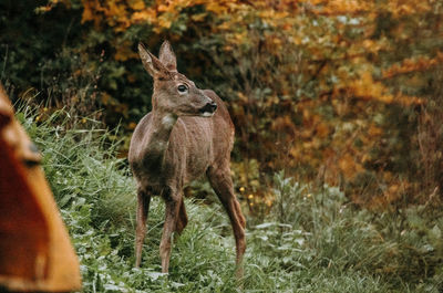 Deer standing on field
