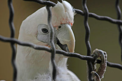 Close-up of cockatoo seen through fence