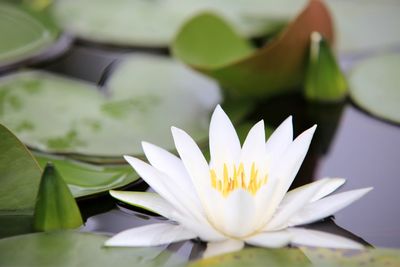 Close-up of lotus water lily in lake