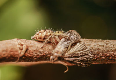 Close-up of insect on rope