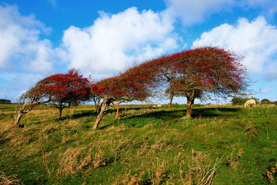 Trees on field against sky during autumn