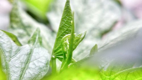 Close-up of raindrops on leaves