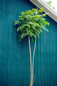 Close-up of plant growing outdoors