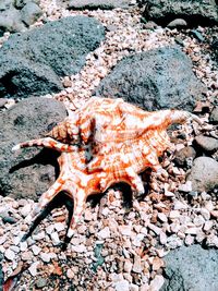 High angle view of lizard on rock