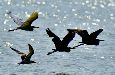 Low angle view of seagulls flying over sea