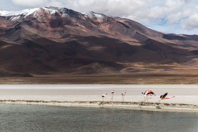 People on beach by mountain against sky