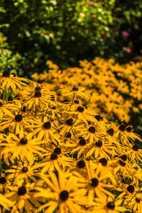 Close-up of yellow flowers blooming outdoors