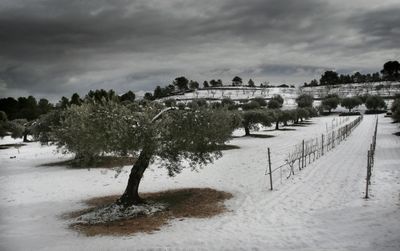 Trees on snow covered land against sky