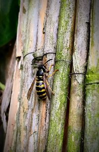 Close-up of insect on tree trunk