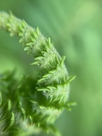 Close-up of fresh green leaves