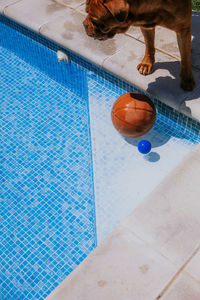 From above of basketball ball in corner of swimming pool and brown dog at edge of poll on sunny day