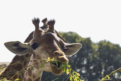 Low angle portrait of giraffe against clear sky