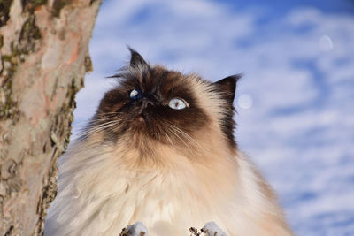 Close-up portrait of a cat